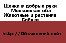 Щенки в добрые руки - Московская обл. Животные и растения » Собаки   